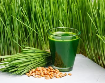 Wheatgrass Juice Seeds for planting