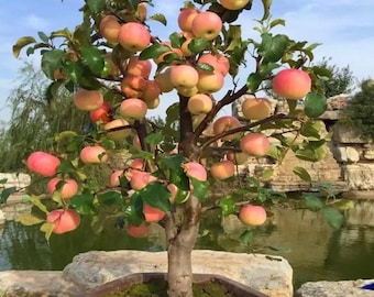 Bonsai Apple Tree Seeds