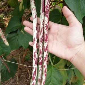 Bush Long Bean Seeds