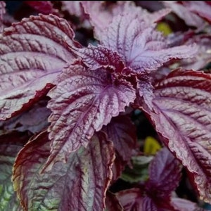 Japanese Red Shiso Seeds