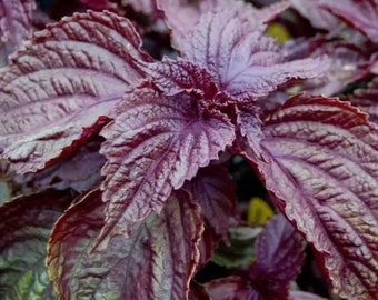 Japanese Red Shiso Seeds