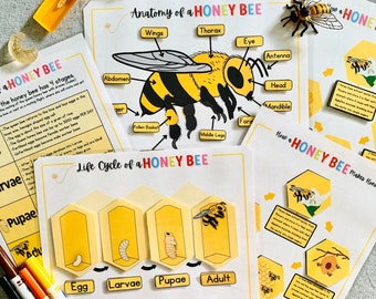 Ciclo de vida de una abeja melífera imprimible, estudio de la unidad de ciencias de las abejas, actividad educativa de las abejas melíferas, estudio de la unidad de educación en el hogar, ciencia de la educación en el hogar