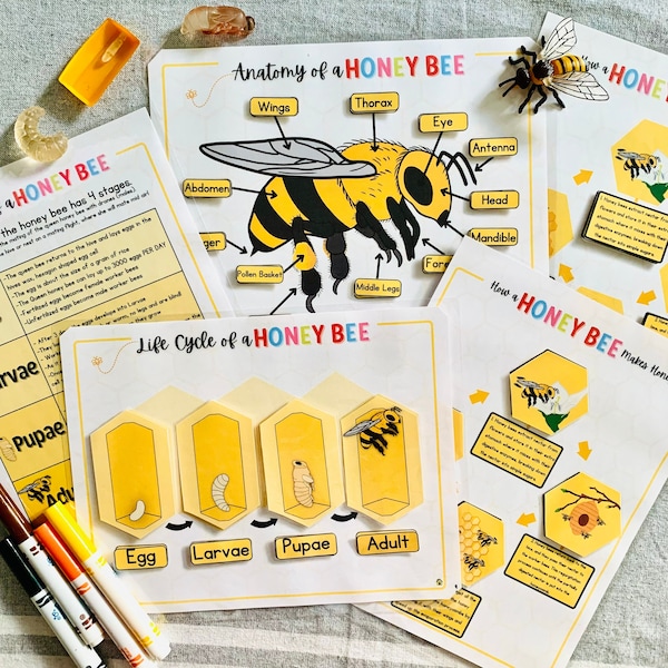 Life Cycle of a Honey Bee Printable, Bee Science Unit Study, Honey Bee Educational Activity, Homeschool Unit Study, Homeschool Science