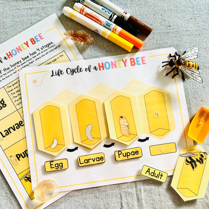 life-cycle-of-a-honey-bee-printable-bee-science-unit-study-honey-bee