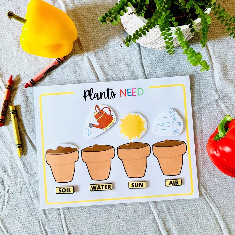 Plant Life Cycle Printable Activity What Plants Need Etsy