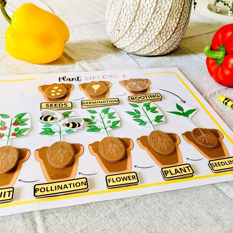 Plant Life Cycle Printable Activity, What Plants Need Activity, Kindergarten Science, Nature Study, Homeschool Activity,Homeschool Printable image 3