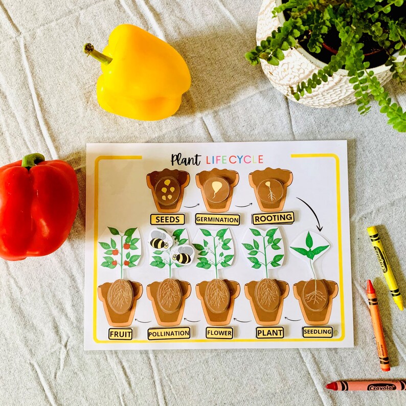 Plant Life Cycle Printable Activity What Plants Need Etsy