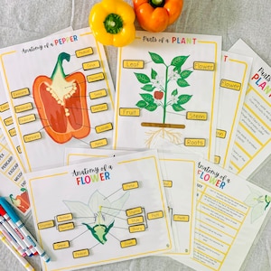 Parts of a Plant Bundle Printable, Parts of a Flower, Fruit Anatomy, Plant Activity, Unit Study, Plant Life Cycle, Homeschool Printables