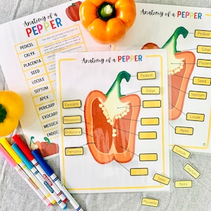 Fruchtanatomie druckbar, Anatomie einer Paprika, Pflanzenanatomie-Wissenschaftsaktivität, Pflanzenstudie, Etikett A Frucht druckbar, Teile einer Pflanze