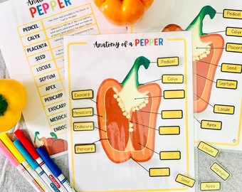 Fruit Anatomy Printable, Anatomy of a Pepper, Plant Anatomy Science Activity, Plant Unit Study, Label A Fruit Printable, Parts of a Plant