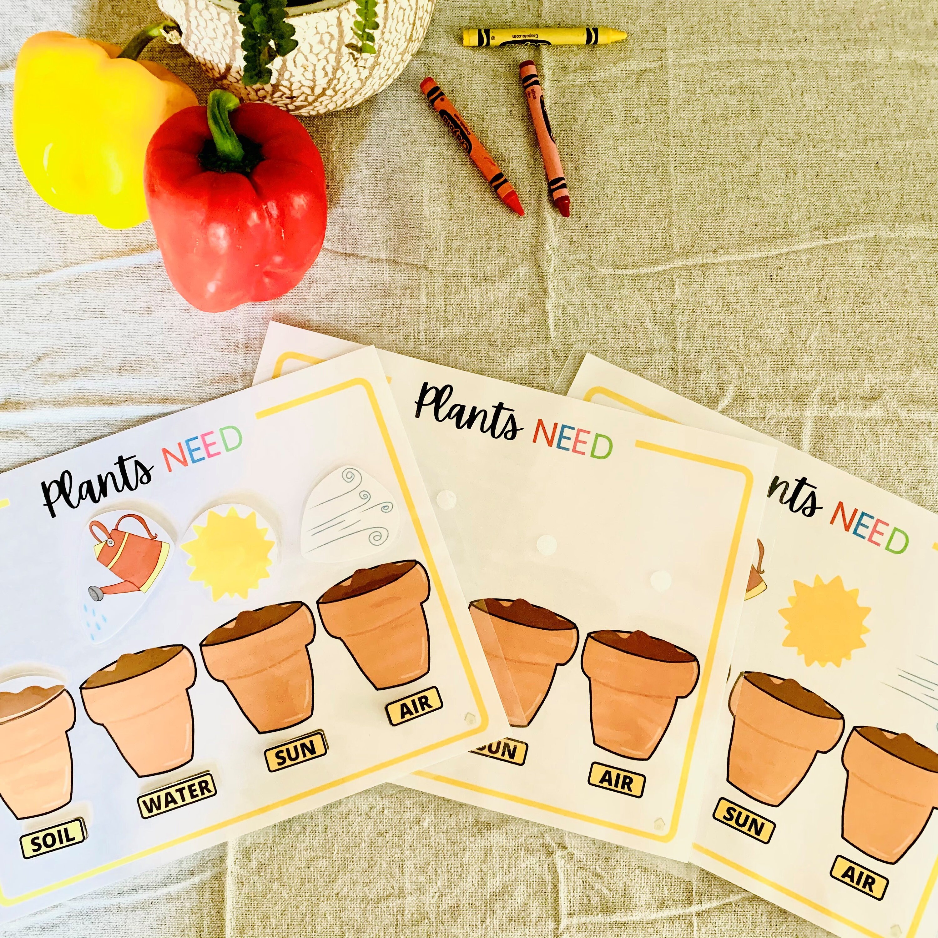 Plant Life Cycle Printable Activity, What Plants Need Activity ...