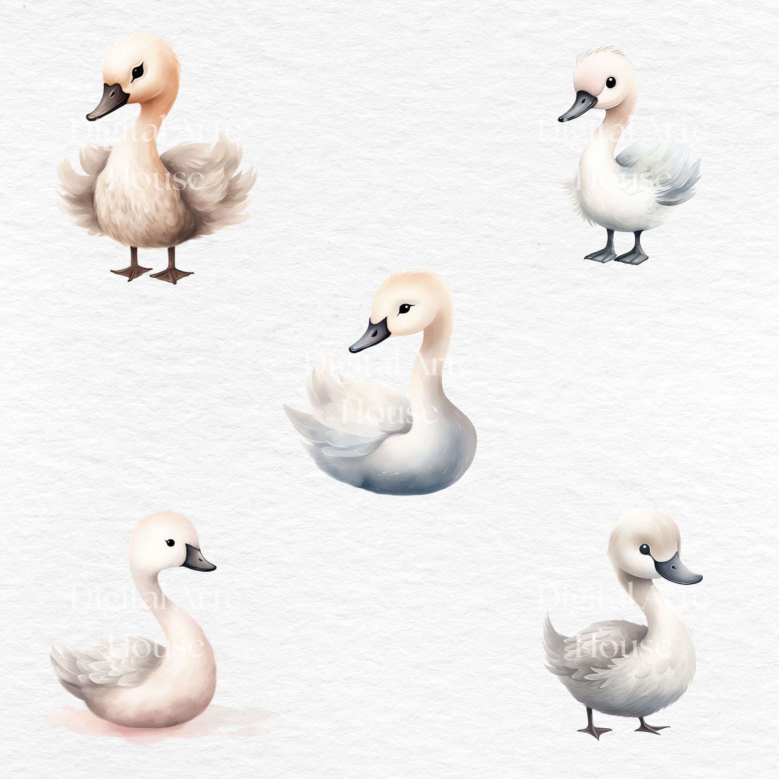 Watercolor Baby Swan Clipart: PNG Graphics (commercial Use) - Etsy