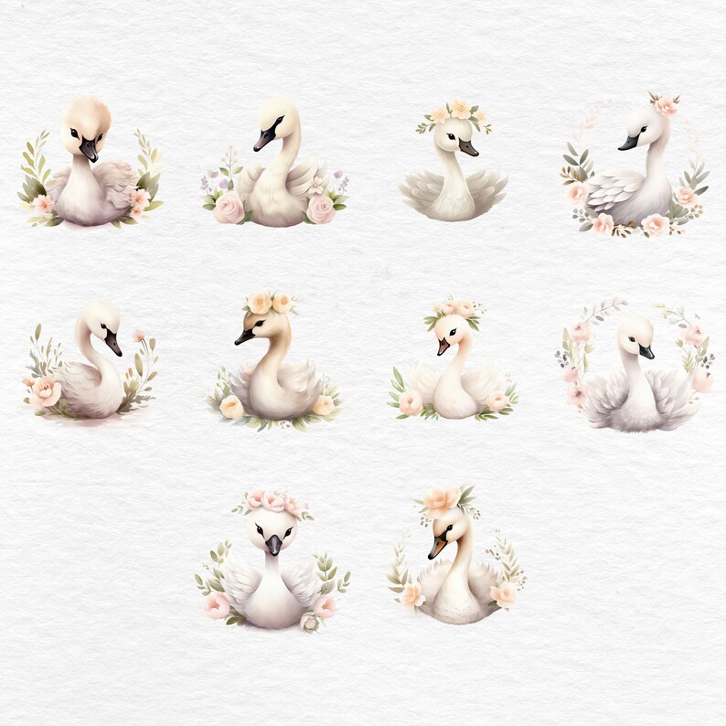 Watercolor Baby Swan Clipart: Floral Swan PNG (commercial Use) - Etsy