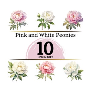 Rosa und weiße Pfingstrosen Clipart - 10 hochwertige JPGs - Digital Download - Kartengestaltung, Mixed Media, digitales Papier Handwerk