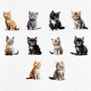 Pu&ograve; includere: Una collezione di dodici adorabili gattini in vari colori e motivi. I gattini sono seduti, con gli occhi aperti, e i loro colori del pelo variano dal tabby arancione al nero e grigio unito. Lo sfondo &egrave; bianco.