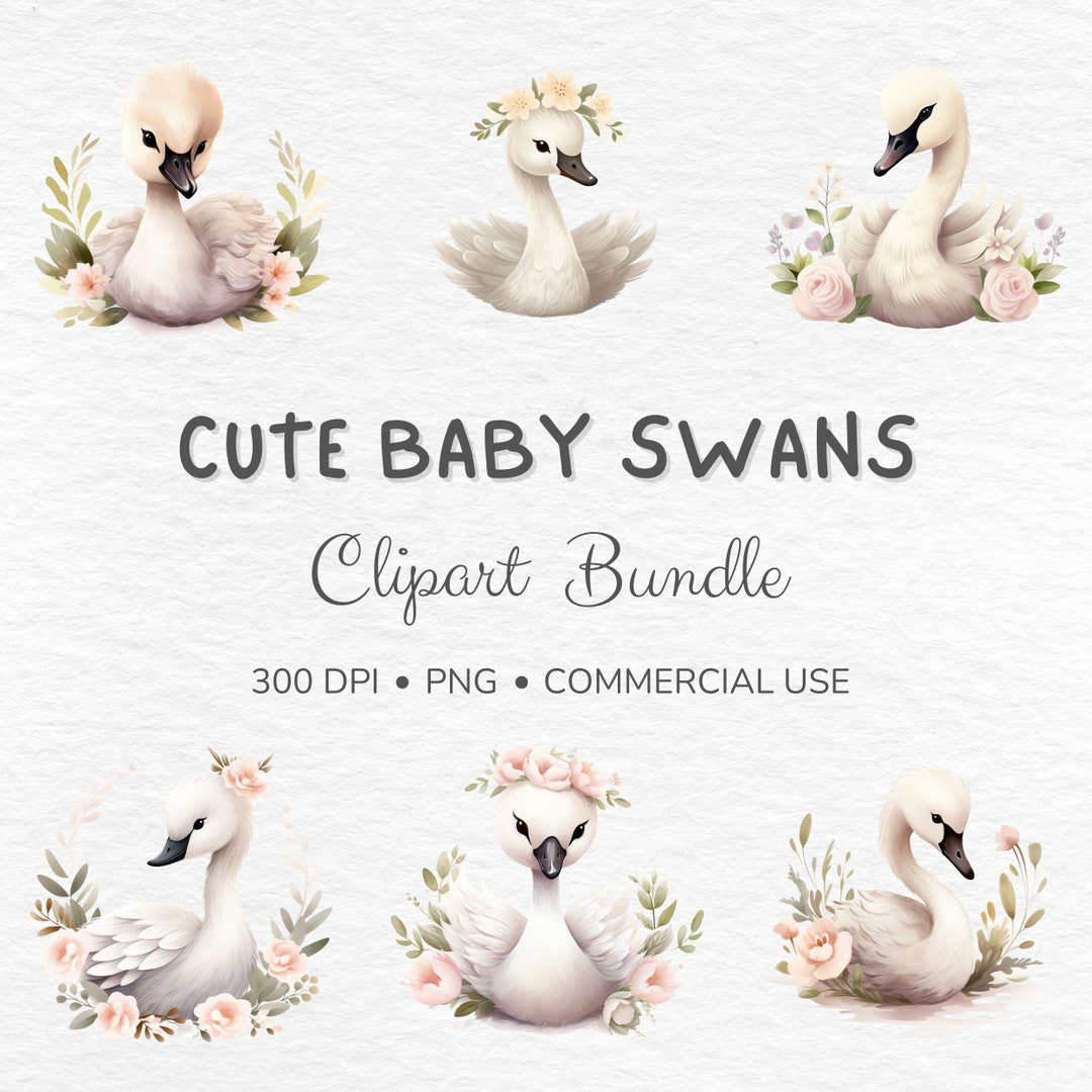 Watercolor Baby Swan Clipart: Floral Swan PNG (commercial Use) - Etsy