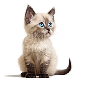 May include: A white and gray kitten with blue eyes sits with its tail curled around its legs. The kitten is looking up and to the right.