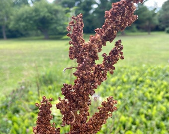 Semillas de muelle rizado (Rumex crispus), 100 cuentas