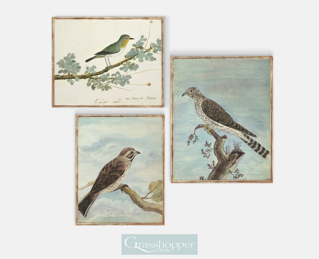 Antique Watercolour Bird Prints, Vintage Gallery Wall Art, Set of 3 ...