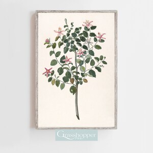 Botanical Art Print, Flora and Fauna, Vintage Flowering Plant, Pink Floral, Antique Greenery Prints, PRINTABLE Wall Art, DIGITAL DOWNLOAD
