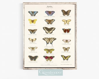 Vintage Butterfly Print, Antique Illustration, PRINTABLE Wall Art, Digital DOWNLOAD