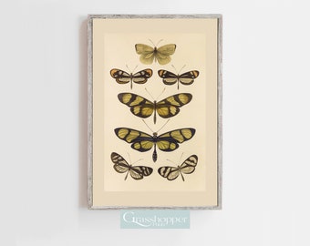 Antique Butterfly Print, Vintage Butterflies Illustration, PRINTABLE Wall Art, Digital DOWNLOAD