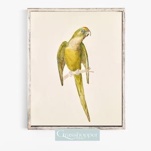 Vintage Parrot Print, Colourful Bird Sketch, Antique Watercolour Illustrations, PRINTABLE Wall Art, Digital DOWNLOAD