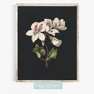K&ouml;nnte beinhalten: Eine wei&szlig;e Blume mit rosa Akzenten auf einem dunklen Hintergrund. Die Blume ist ein Geranium mit f&uuml;nf Bl&uuml;tenbl&auml;ttern und einem gr&uuml;nen Stiel. Das Bild ist in einem wei&szlig;en Rahmen.