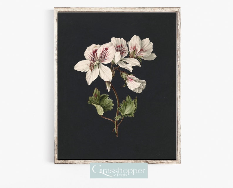 K&ouml;nnte beinhalten: Eine wei&szlig;e Blume mit rosa Akzenten auf einem dunklen Hintergrund. Die Blume ist ein Geranium mit f&uuml;nf Bl&uuml;tenbl&auml;ttern und einem gr&uuml;nen Stiel. Das Bild ist in einem wei&szlig;en Rahmen.
