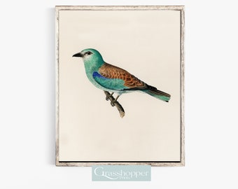 Pintura a óleo de pássaro vintage, impressão de pássaro colorido, arte de parede turquesa, decoração para impressão, download digital