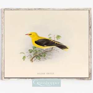 Vintage Bird Print, Antique Wall Art, Golden Oriole Illustration, PRINTABLE Decor, Digital DOWNLOAD