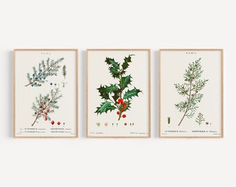 Winter botanische Wandkunst Set, Vintage Weihnachtsdekor, Juniper Illustration, antike Stechpalme Print, DRUCKBARE Wanddekoration, DIGITAL DOWNLOAD