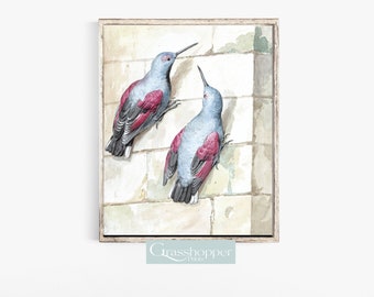 Bird Watercolour Print, Vintage Artwork, Rock Creepers Painting, PRINTABLE Wall Art, Digital DOWNLOAD