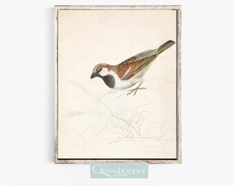 impression aquarelle d’oiseau vintage, étude de croquis de moineau, art mural IMPRIMABLE, TÉLÉCHARGEMENT numérique