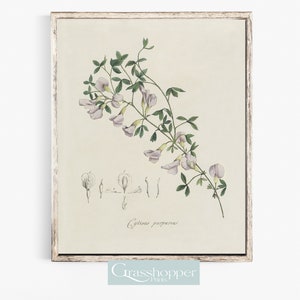 Vintage Botanical Wall Art, Purple Flower Illustration, Antique Watercolour Drawing, PRINTABLE Decor, DIGITAL DOWNLOAD