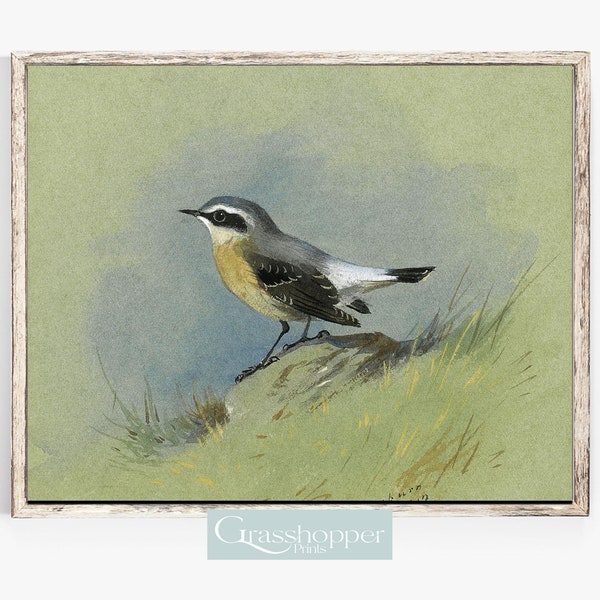 Vintage Bird Artwork, Watercolour Print, PRINTABLE Wall Art, Digital DOWNLOAD