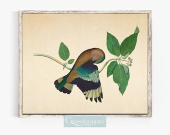 Pintura de pássaros vintage, arte de pássaros antiga, impressão de asas de pássaros coloridas, arte de parede para impressão, download digital