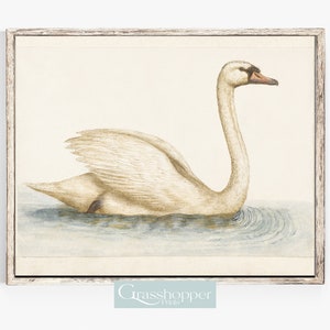 Vintage Nursery Art Print, Antique Swan Watercolour, Animal Artwork, PRINTABLE Wall Art, Digital DOWNLOAD