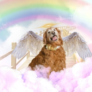 Custom Rainbow Bridge Pet Memorial Photo