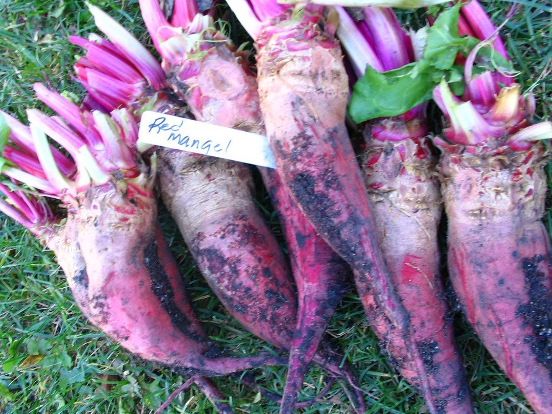 Mammoth Red Mangel Beet Seeds Etsy