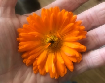 Erfurter Calendula Seeds