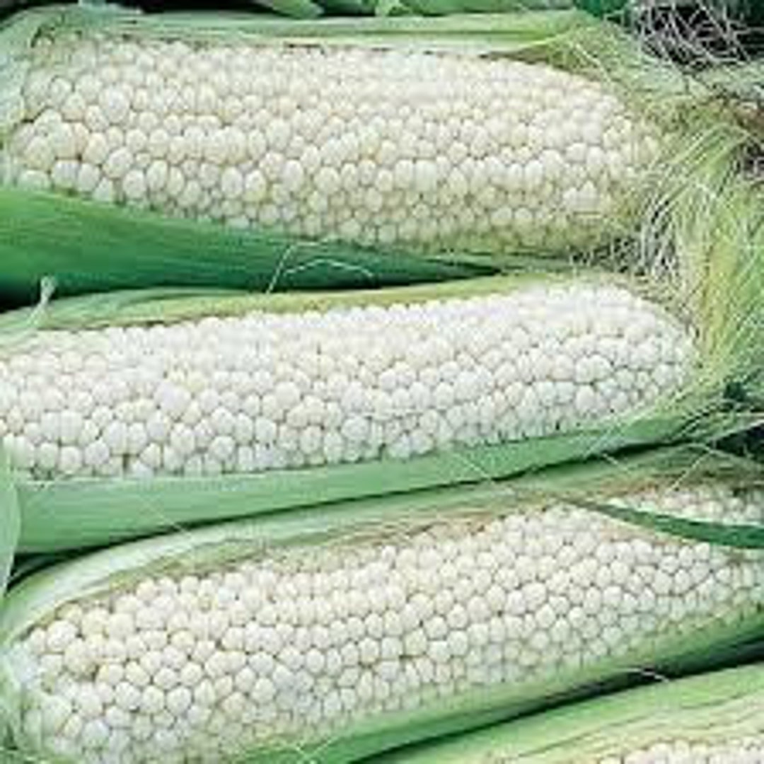 Country Gentleman Sweet Corn Seeds Etsy