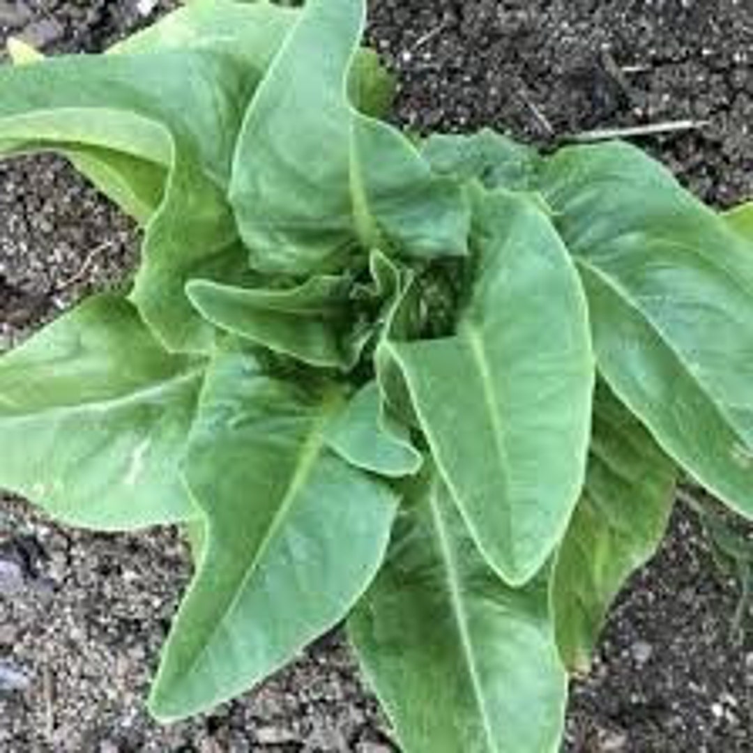 Amish Deer Tongue Lettuce Seeds Etsy