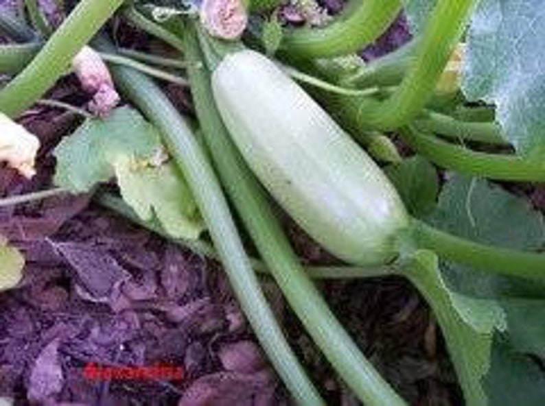 Lebanese White Bush Summer Squash Seeds Etsy