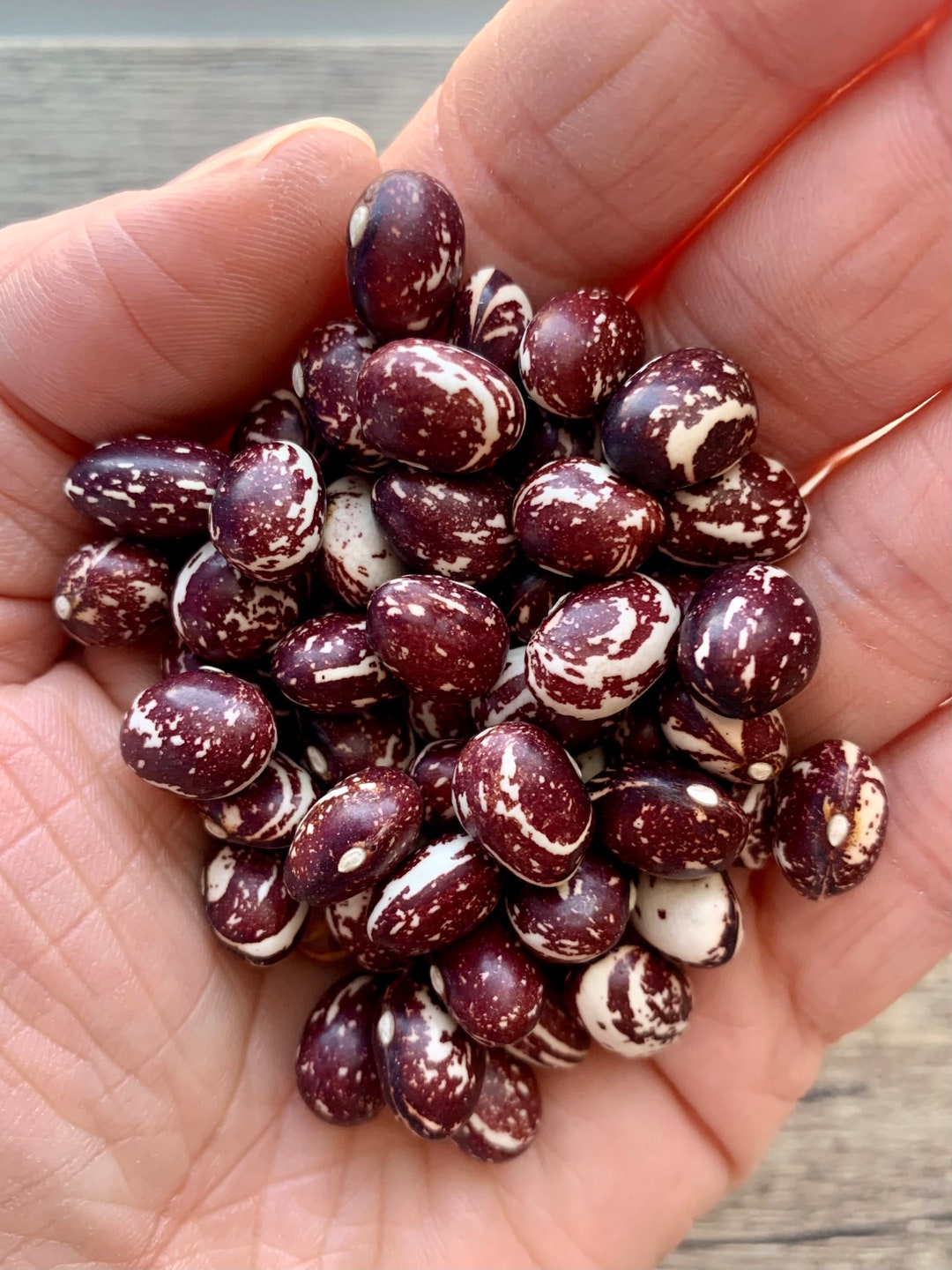 Good Mother Stallard Pole Beans Etsy