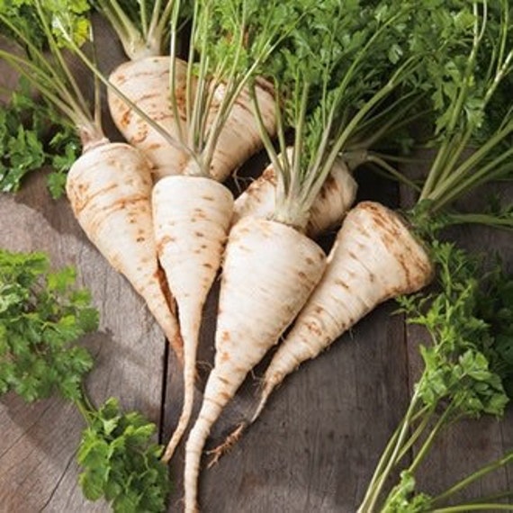 Hamburg Rooted Parsley Seeds Etsy