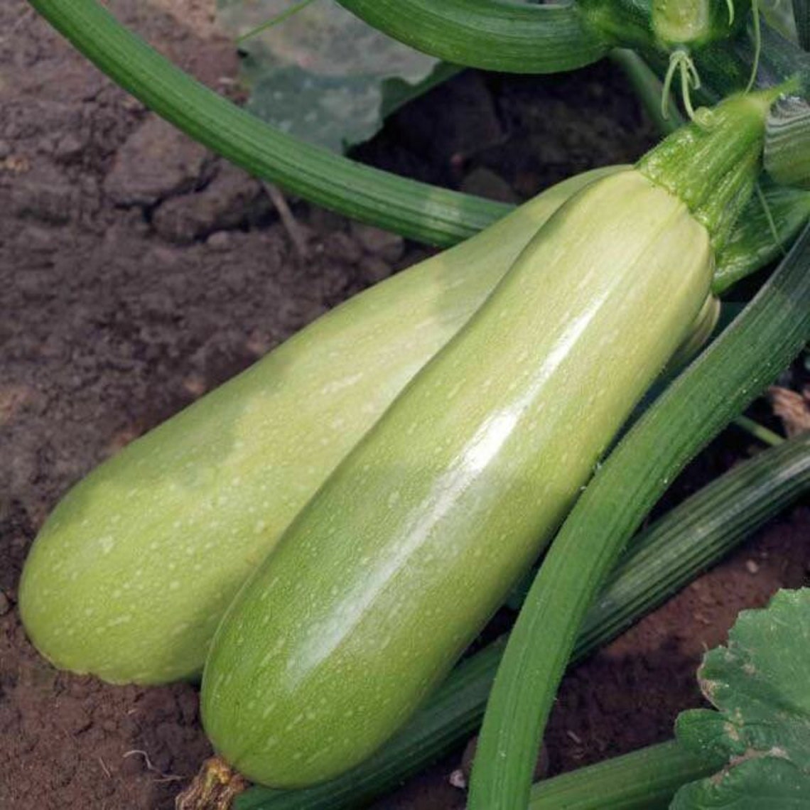 Lebanese White Bush Summer Squash Seeds Etsy