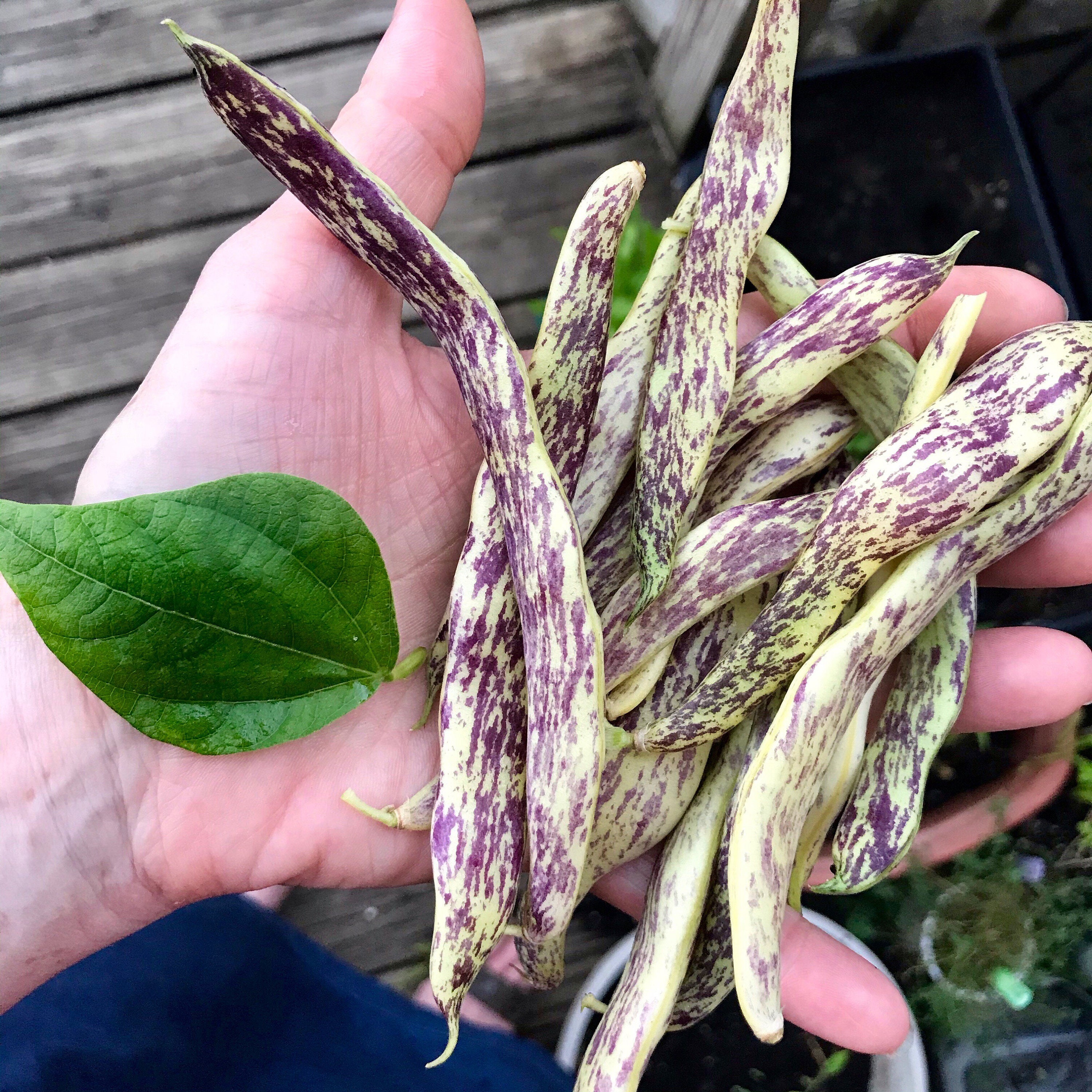 Dragon Tongue Bush Bean Seeds Etsy