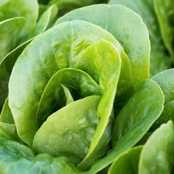 Little Gem Lettuce Seeds