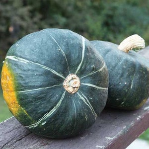 Burgess Buttercup Squash Seeds